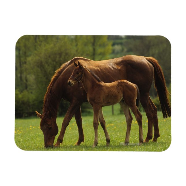 Thoroughbred Mare & Foal 2 Magnet (Horizontal)
