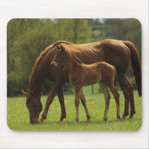 Thoroughbred Mare & Foal 2 Mouse Mat