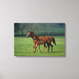 Thoroughbred Mare & Foal 3 Canvas Print
