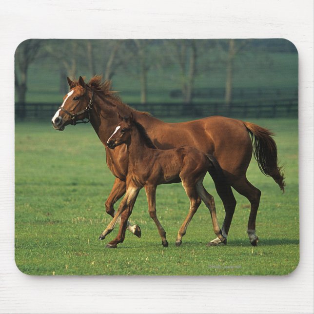 Thoroughbred Mare & Foal 3 Mouse Mat (Front)