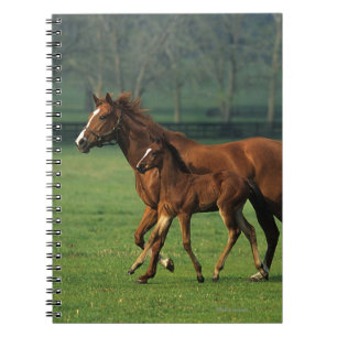 Thoroughbred Mare & Foal 3 Notebook
