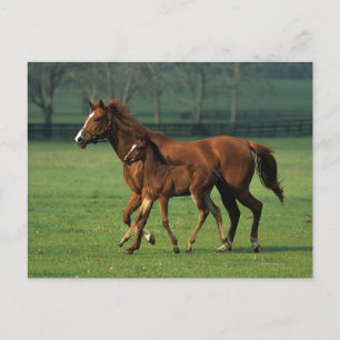 Thoroughbred Mare & Foal 3 Postcard