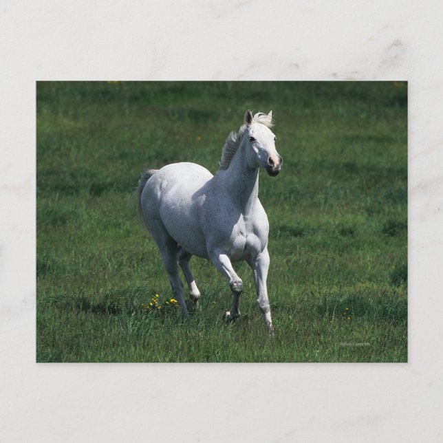 Thoroughbred Mare Postcard (Front)