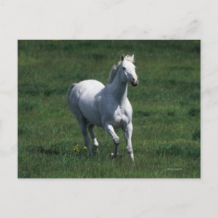Thoroughbred Mare Postcard