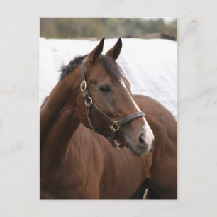 Thoroughbred postcard
