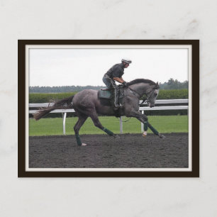 Thoroughbred Race Horse postcard