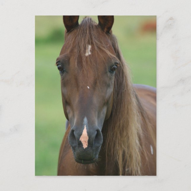 Thoroughbred Race Horse Postcard (Front)