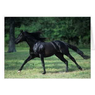 Thoroughbred Running