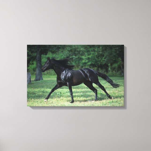 Thoroughbred Running Canvas Print (Front)