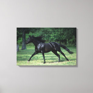 Thoroughbred Running Canvas Print