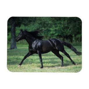 Thoroughbred Running Magnet