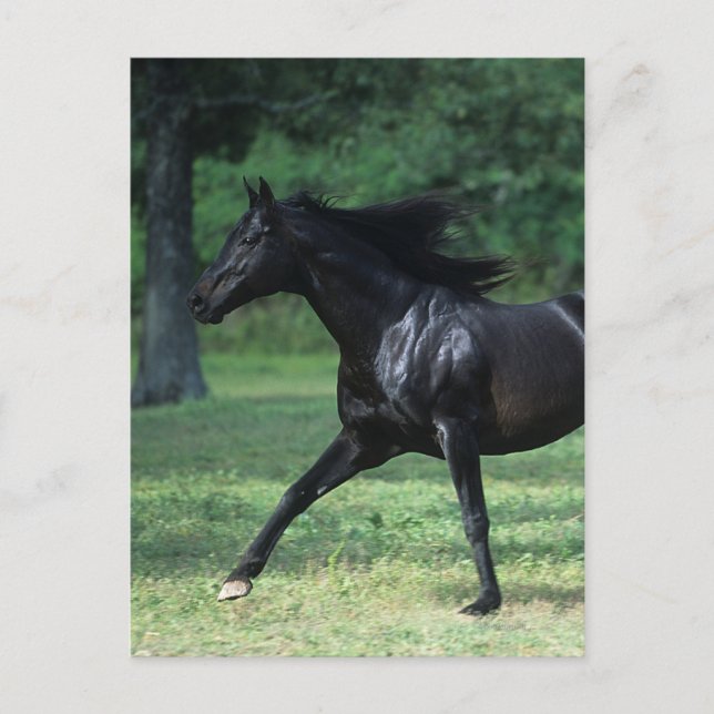 Thoroughbred Running Postcard (Front)