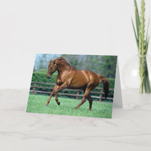 Thoroughbred Stallion, Ireland Card