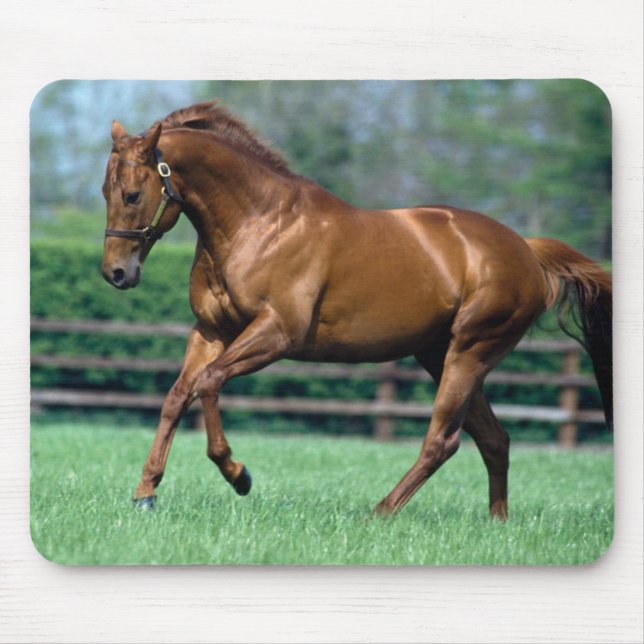 Thoroughbred Stallion, Ireland Mouse Mat (Front)