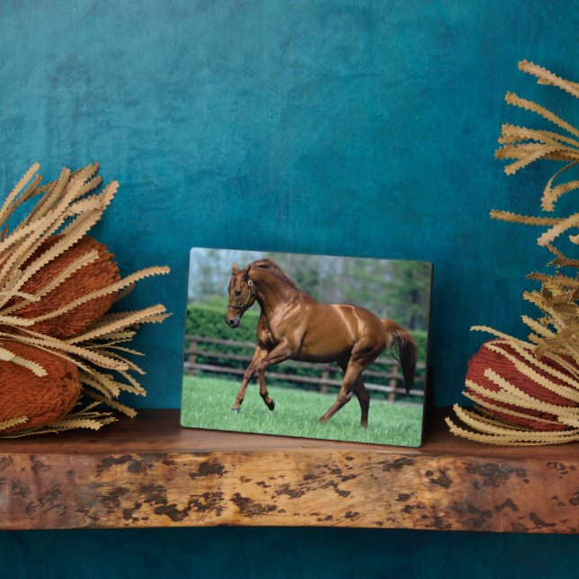 Thoroughbred Stallion, Ireland Plaque (Side)