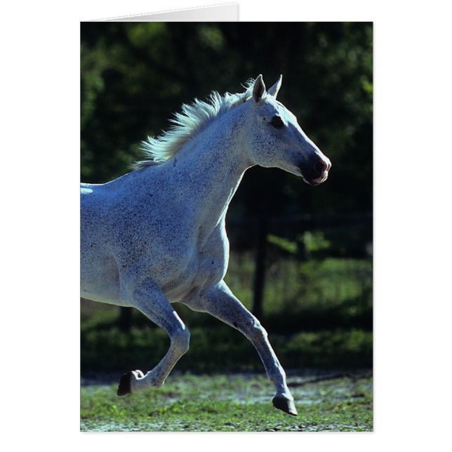 Thoroughbred Stallion Running (Front)