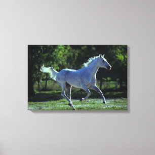 Thoroughbred Stallion Running Canvas Print
