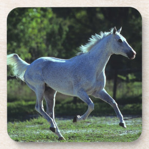 Thoroughbred Stallion Running Coaster