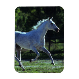 Thoroughbred Stallion Running Magnet