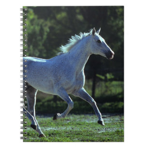 Thoroughbred Stallion Running Notebook
