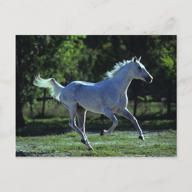 Thoroughbred Stallion Running Postcard (Front)