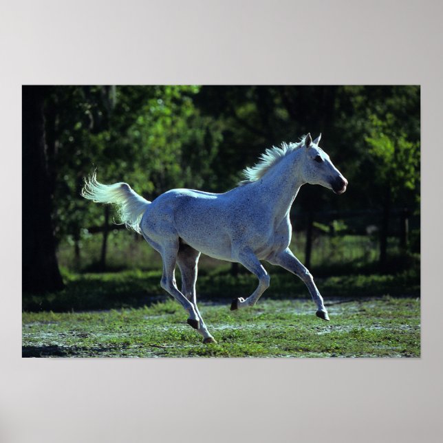 Thoroughbred Stallion Running Poster (Front)