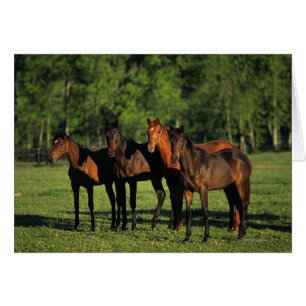 Thoroughbred Yearlings