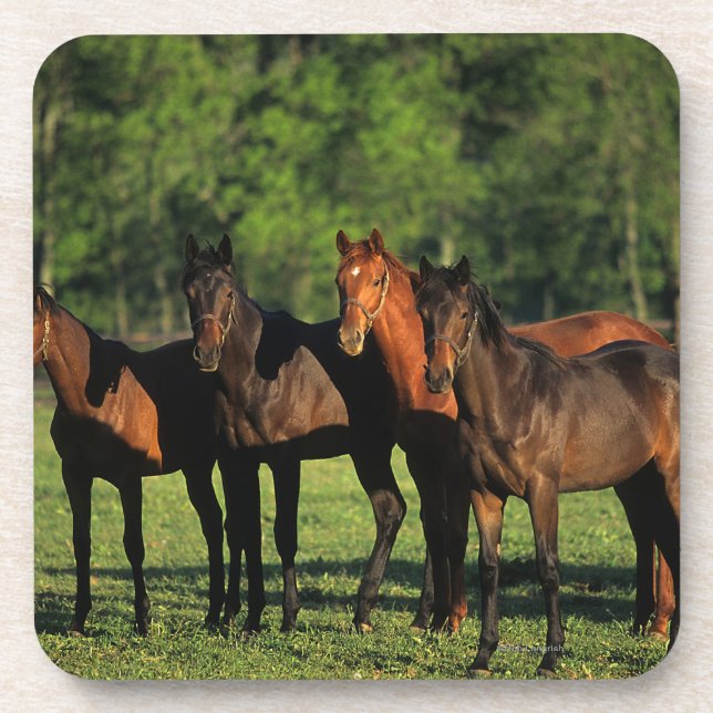Thoroughbred Yearlings Coaster (Front)