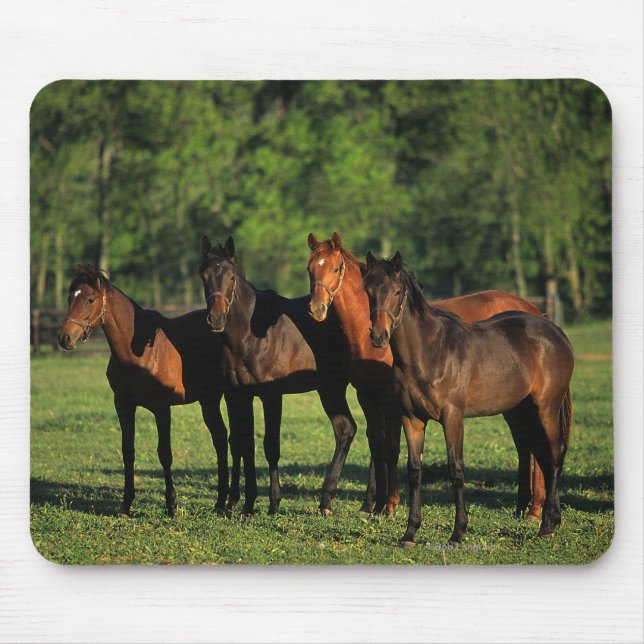 Thoroughbred Yearlings Mouse Mat (Front)