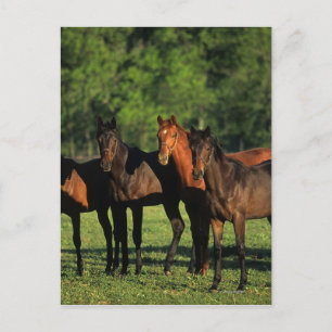Thoroughbred Yearlings Postcard