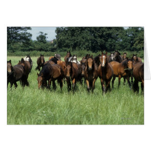Thoroughbred Youngsters