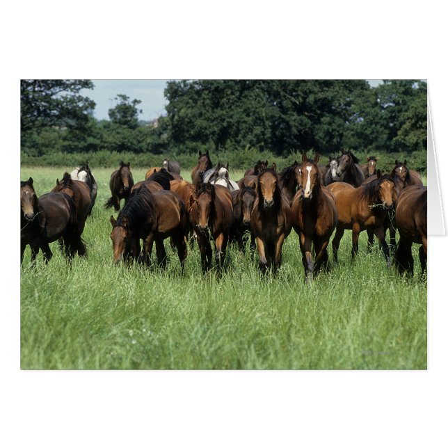 Thoroughbred Youngsters (Front Horizontal)