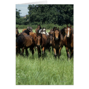 Thoroughbred Youngsters