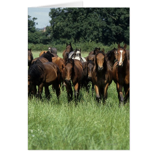 Thoroughbred Youngsters (Front)