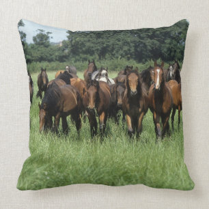 Thoroughbred Youngsters Cushion