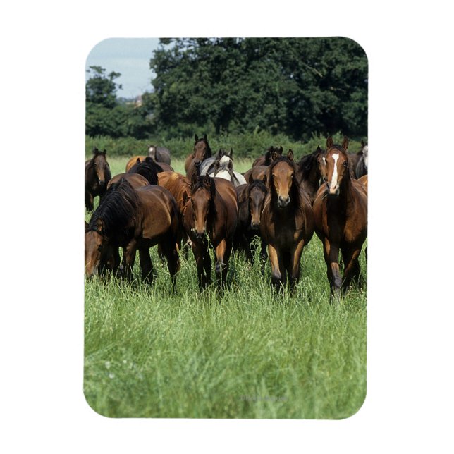 Thoroughbred Youngsters Magnet (Vertical)