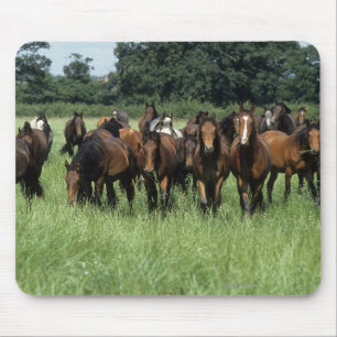 Thoroughbred Youngsters Mouse Mat