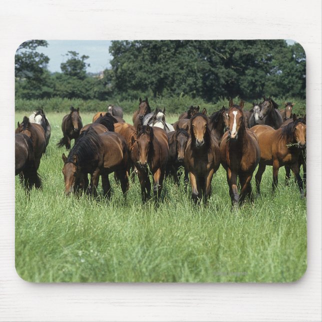 Thoroughbred Youngsters Mouse Mat (Front)