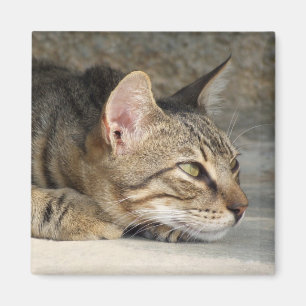 Thoughtful Cat Magnet