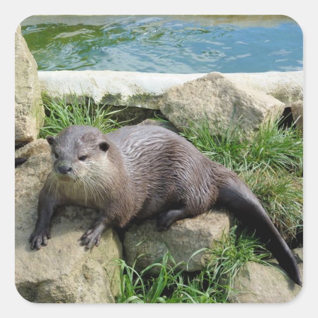 Thoughtful otter square sticker (Front)