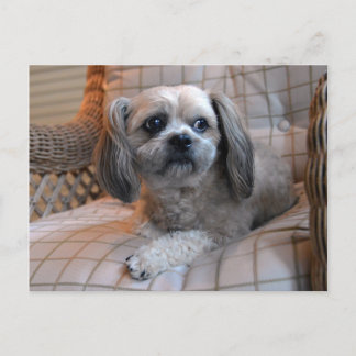 Thoughtful Shih Tzu Postcard