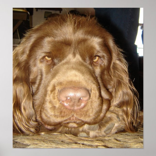 THOUGHTFUL SUSSEX POSTER (Front)