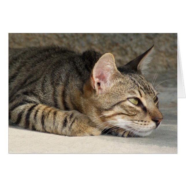 Thoughtful Warren Card (Front Horizontal)