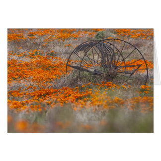 Thrasher in Field of Poppies