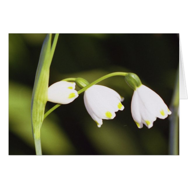 three (Front Horizontal)