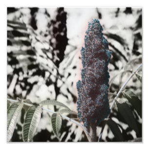 Three 11” photo print