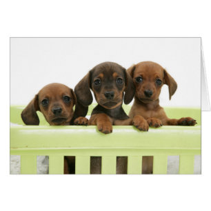Three Adorable Dachsund Puppies