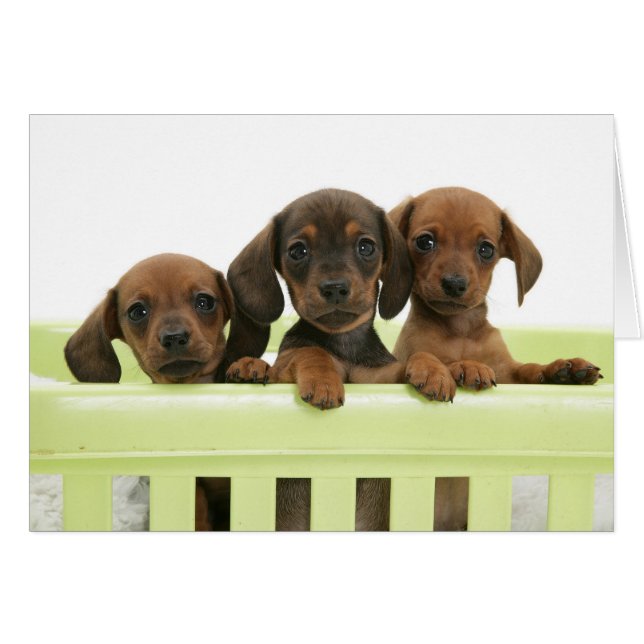Three Adorable Dachsund Puppies (Front Horizontal)
