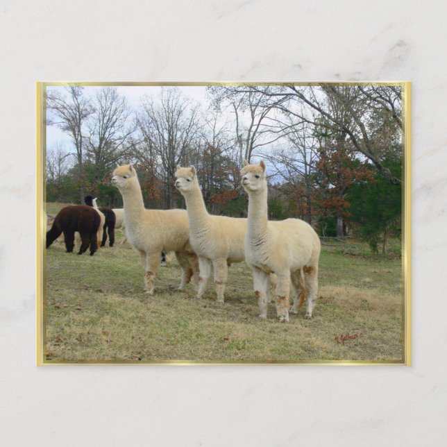 Three Alpaca Girls Postcard (Front)