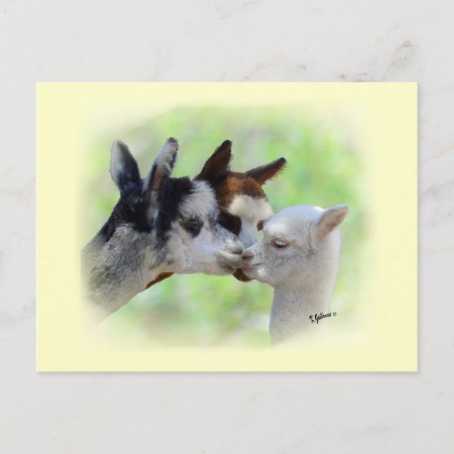 Three Alpacas Postcard (Front)